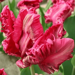 Тюльпан попугайный Weber's Parrot