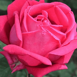 Роза чайно-гибридная Прекрасная таврида