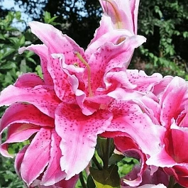 Лилия Roselily Doria