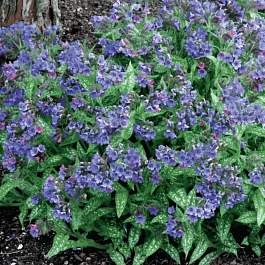 Медуница гибридная Trevi Fountain