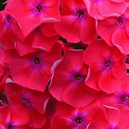 Флокс метельчатый Синьор Помидор