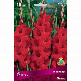 Гладиолус крупноцветковый Оскар