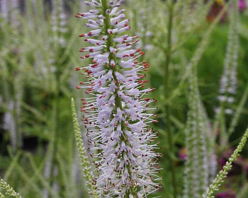 Вероникаструм виргинский Лавенделтурм