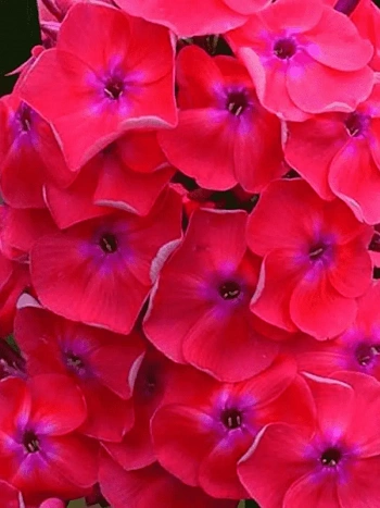 Флокс метельчатый Синьор Помидор