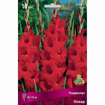 Гладиолус крупноцветковый Оскар