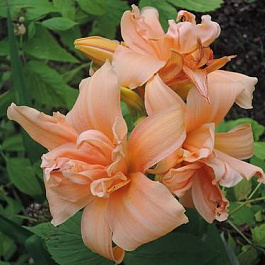 Лилейник гибридный Флауэ Баскет