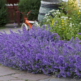 Котовник Фассена Джуниор Валкер Котовник Фассена Джуниор Валкер