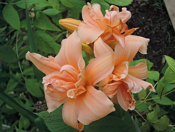 Лилейник гибридный Флауэ Баскет