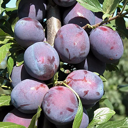 Слива Венгерка Московская