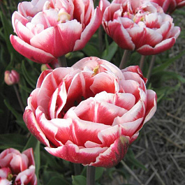 Тюльпан махровый поздний Драмлайн