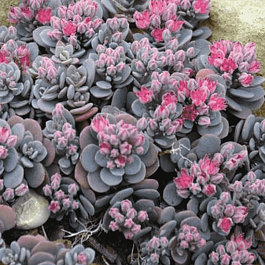 Очиток гибридный Sunsparkler Blue Elf