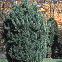 Сосна кедровая  Compacta Glauca