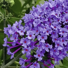 Буддлея давида Nanho Blue