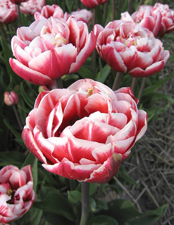 Тюльпан махровый поздний Драмлайн