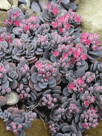 Очиток гибридный Sunsparkler Blue Elf