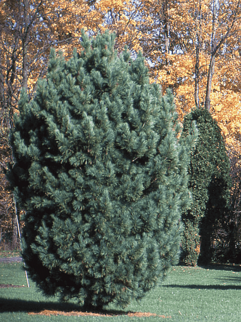 Сосна кедровая  Compacta Glauca