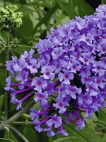 Буддлея давида Nanho Blue