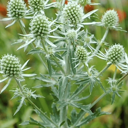 Синеголовник плосколистный White Glitter