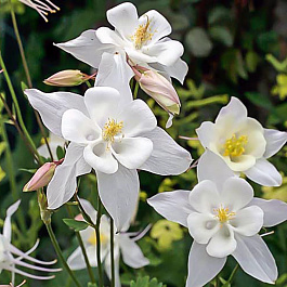 Аквилегия гибридная Свон Вайт