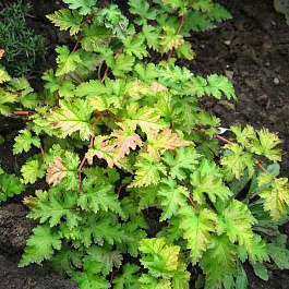 Стефанандра надрезаннолистная Криспа Стефанандра надрезаннолистная Криспа