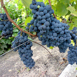 Виноград плодовый Левокумский