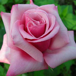 Роза чайно-гибридная Соня