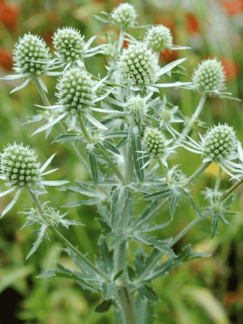 Синеголовник плосколистный White Glitter