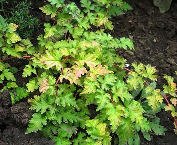 Стефанандра надрезаннолистная Криспа