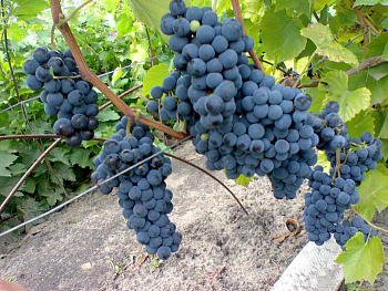 Виноград плодовый Левокумский