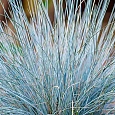 Овсяница сизая Blue Select