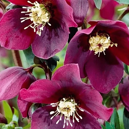 Морозник восточный Single Red