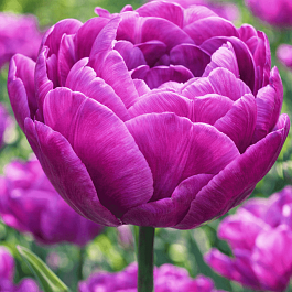 Тюльпан Purple Peony