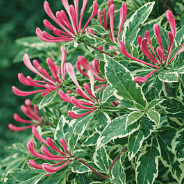 Жимолость вьющаяся HARLEQUIN Sherlite