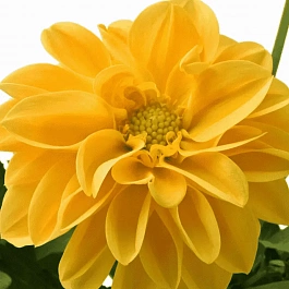 Георгин Dahlietta Select Linda