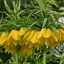 Рябчик императорский Lutea