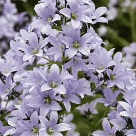 Колокольчик молочноцветковый Prichard's Variety