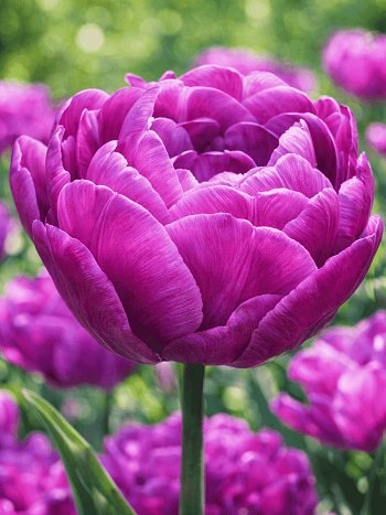 Тюльпан Purple Peony