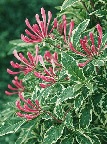 Жимолость вьющаяся HARLEQUIN Sherlite