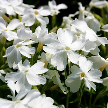 Флокс шиловидный Вайт Делайт Флокс шиловидный Вайт Делайт