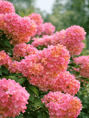 Гортензия метельчатая Early Sensation