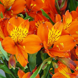 Альстремерия золотистая Ориндж Кинг