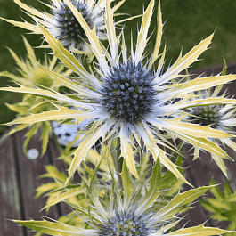 Синеголовник гибридный Neptune's Gold