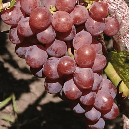 Виноград культурный Хасан
