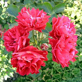 Роза канадская парковая Модэн Аморетт Роза канадская парковая Модэн Аморетт