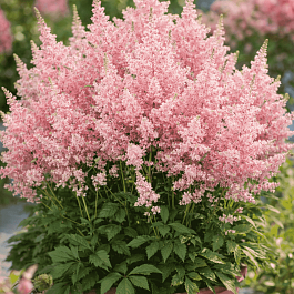 Астильба гибридная Younique Salmon
