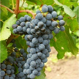 Виноград плодовый Денисовский