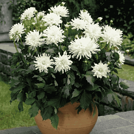 Георгина Aspen