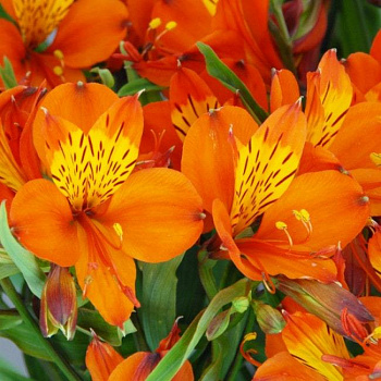 Альстремерия золотистая Ориндж Кинг