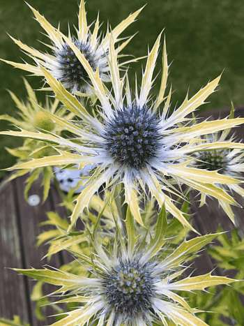 Синеголовник гибридный Neptune's Gold