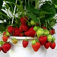 Земляника садовая Гирлянда